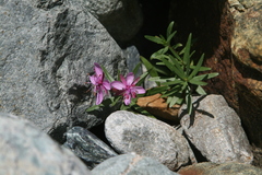 Chamaenerion fleischeri