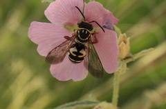Triepeolus grandis