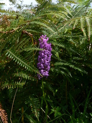 Gymnadenia densiflora