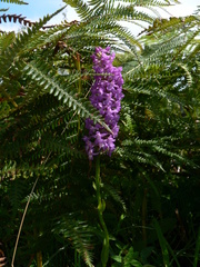 Gymnadenia densiflora