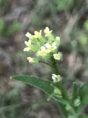 Camelina microcarpa