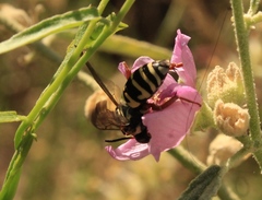 Triepeolus grandis