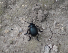 Timarcha tenebricosa