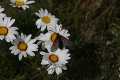 Zygaena exulans