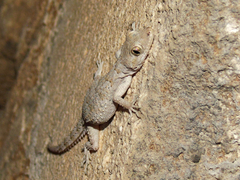 Mediodactylus heterocercus