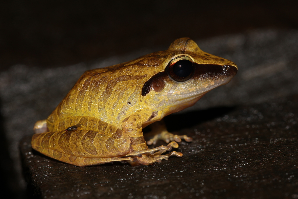 Brownberg Robber Frog