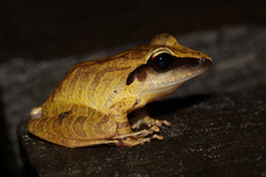 Pristimantis chiastonotus
