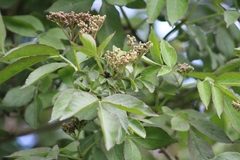 Sambucus nigra