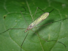 Dicranoptycha fuscescens