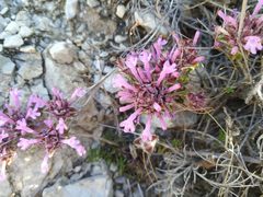 Thymus longiflorus