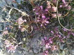 Thymus longiflorus