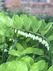 Polygonatum × hybridum