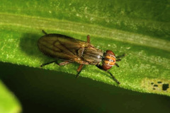 Pherbellia cinerella