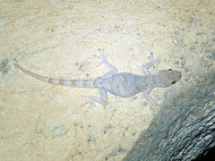 Mediodactylus heterocercus