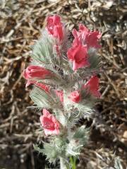 Echium albicans