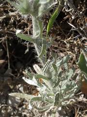 Echium albicans