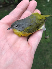 Leiothlypis ruficapilla