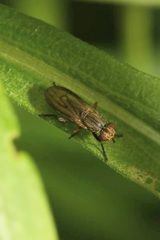 Pherbellia cinerella