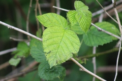 Rubus caesius