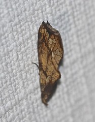 Plusiodonta arctipennis