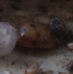 Harmonia axyridis