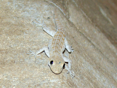 Mediodactylus heterocercus