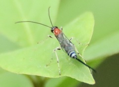 Calliephialtes grapholithae