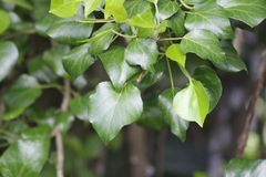 Hedera helix