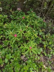 Rhododendron macrophyllum