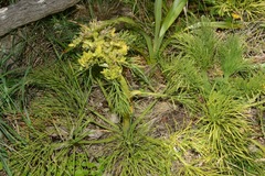 Aciphylla dieffenbachii