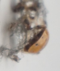Harmonia axyridis
