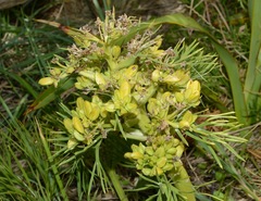 Aciphylla dieffenbachii