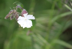 Silene latifolia