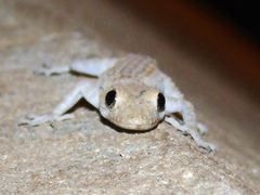 Mediodactylus heterocercus