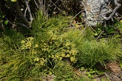 Aciphylla dieffenbachii