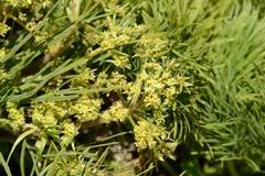 Aciphylla dieffenbachii