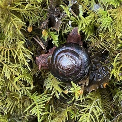 Monadenia infumata callidina