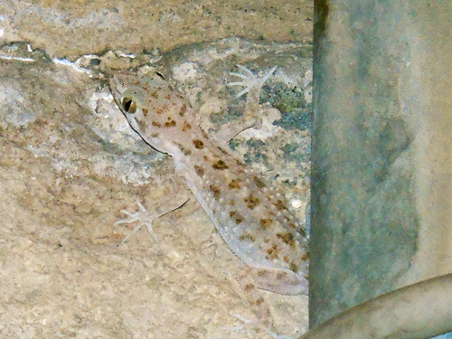Common Tuberculate Ground gecko, Cyrtopodion scabrum