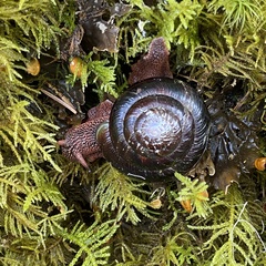 Monadenia infumata callidina