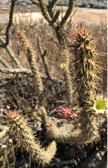 Cylindropuntia