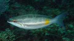 Three-Striped Whiptail photo 4