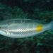 Pentapodus trivittatus - Photo (c) FishWise Professional, algunos derechos reservados (CC BY-NC-SA)
