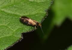 Micropterix tunbergella