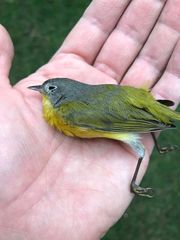 Leiothlypis ruficapilla