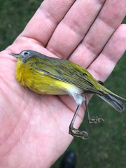 Leiothlypis ruficapilla