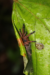 Ephebopus cyanognathus