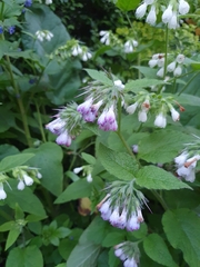 Symphytum × perringianum