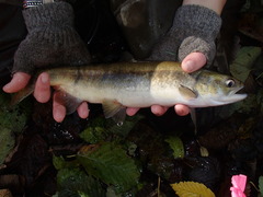 Sockeye Salmon photo 2