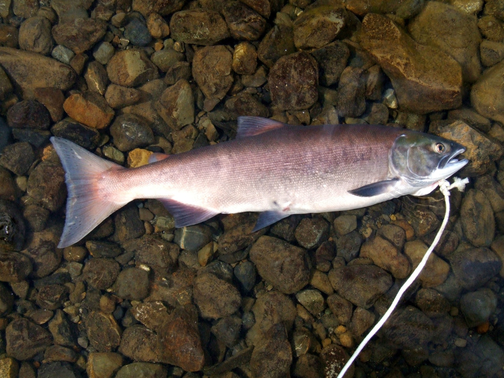 Sockeye Salmon (Oncorhynchus nerka) - BCLSS