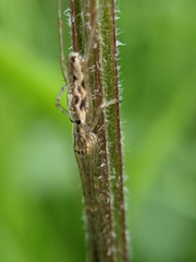 Tetragnatha montana